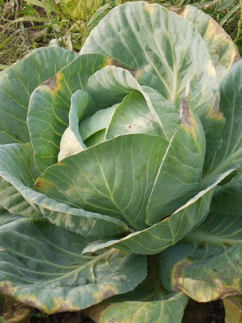 Weißkohl (Brassica oleracea) im Beet: offener Kohlkopf mit großen, bläulich-grünen Blättern