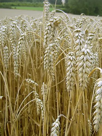 Weizen (Triticum): reife, goldgelbe Ähren auf einem Getreidefeld