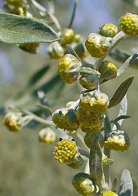 Wermut Wermut, Artemisia absinthium