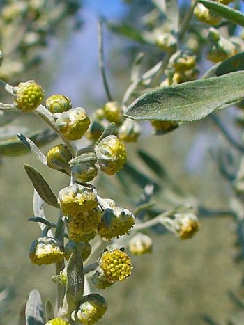 Wermut, Artemisia absinthium