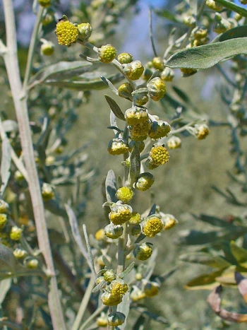 Wermut (Artemisia absinthium): kugelige, gelbliche Blütenköpfchen und silbrig-graue Blätter an einem Zweig