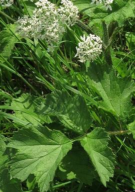 Wiesenbärenklau Wiesenbärenklau, Heracleum sphondylium