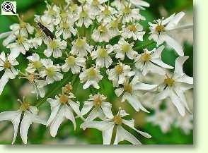 Wiesenbärenklau, Blüten