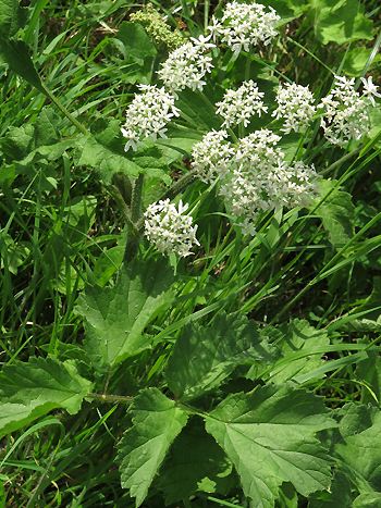 Wiesenbärenklau Wiesenbärenklau, Heracleum sphondylium