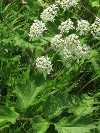 Wiesenbärenklau (Heracleum sphondylium): weiße Doldenblüten über großen, gelappten Blättern in einer Wiese