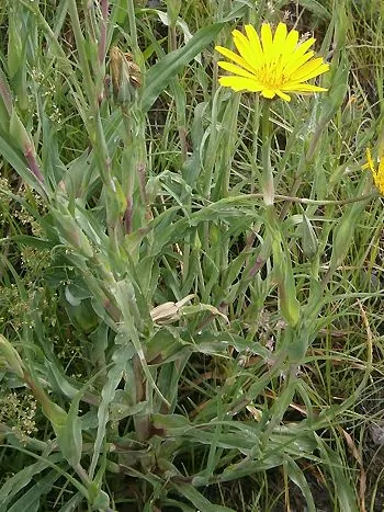 Wiesen-Bocksbart (Tragopogon pratensis): gelber Blütenkorb über schmalen, grasähnlichen Blättern