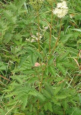 Wiesengeißbart Wiesengeißbart, Filipendula ulmaria