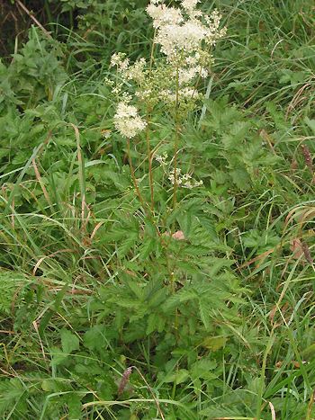 Wiesengeißbart, Filipendula ulmaria