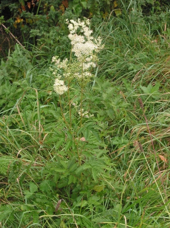 Wiesengeißbart, auch Mädesüß (Filipendula ulmaria): cremeweiße Blütenrispen über gefiederten Blättern zwischen hohen Gräsern