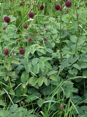 Kleine Blume mit großer Heilkraft