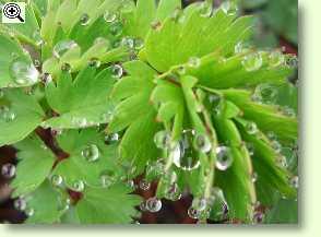 Wiesenknopf, Blatt