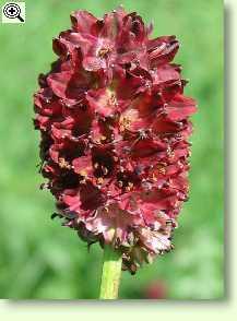 Großer Wiesenknopf, Blüte