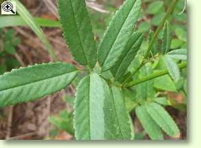 Wiesenknopf, Blatt