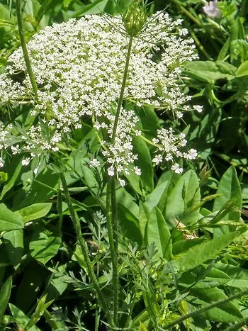 Wilde Möhre (Daucus carota subsp. carota): flache, weiße Blütendolden und eine noch geschlossene Knospe an dünnen Stängeln über fein gefiederten Blättern