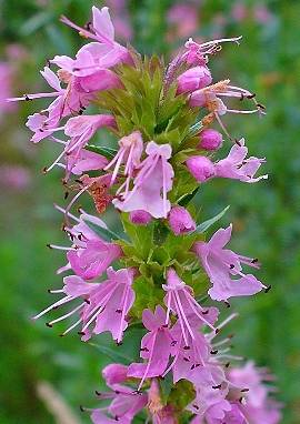 Ysop Ysop, Hyssopus officinalis