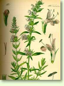 Ysop / Hyssopus officinalis