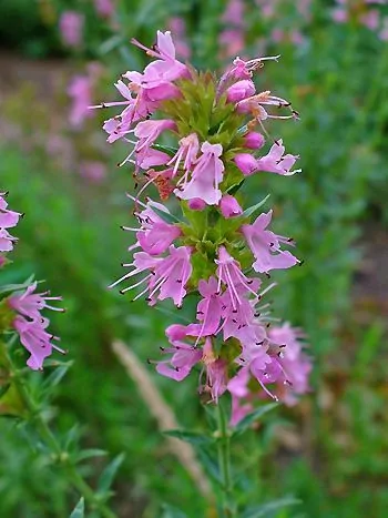 Ysop (Hyssopus officinalis): ährenförmiger Blütenstand mit rosa Lippenblüten und langen Staubblättern