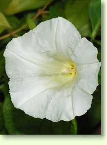 Zaunwinde / Calystegia sepium