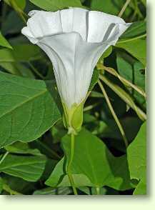 Zaunwinde / Calystegia sepium