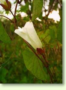 Zaunwinde / Calystegia sepium