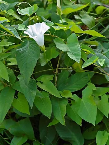 Zaunwinde (Calystegia sepium): große, weiße, trichterförmige Blüte zwischen herzförmigen Blättern