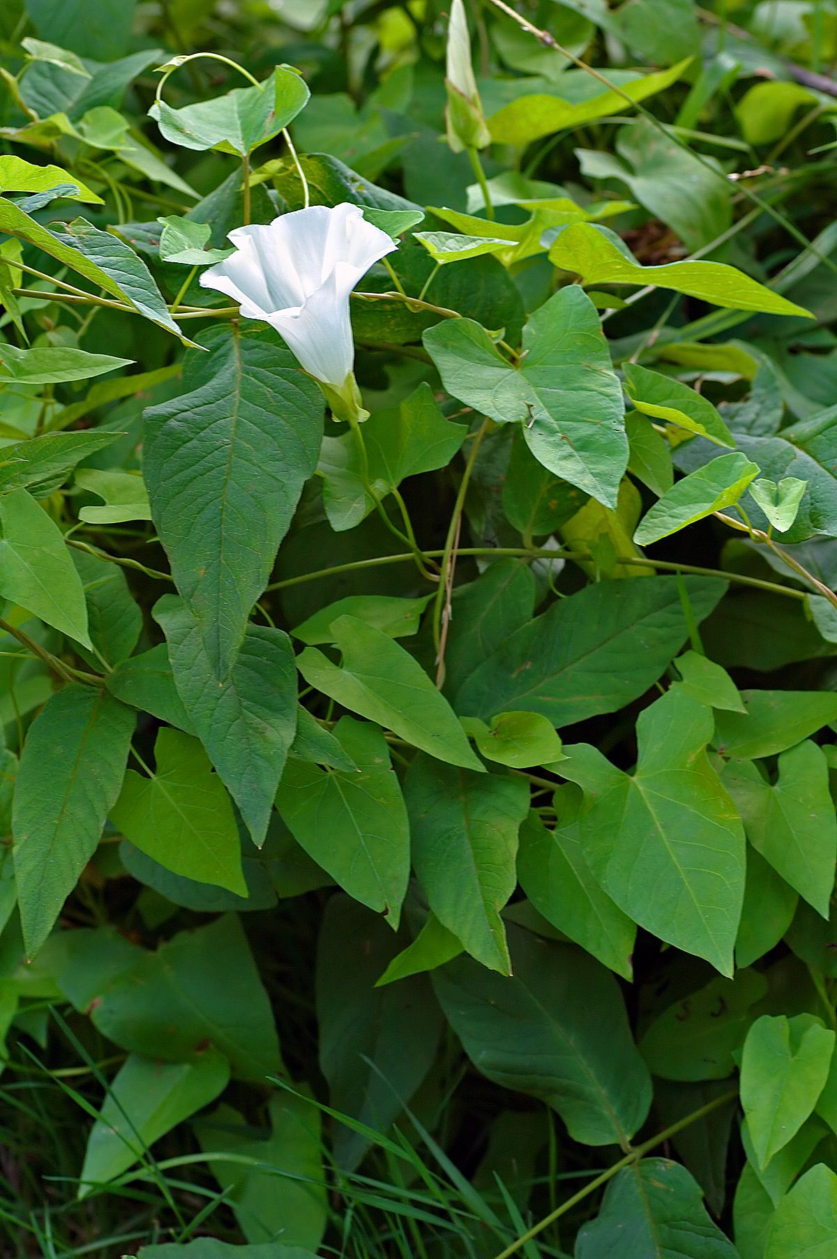 Zaunwinde / Calystegia sepium