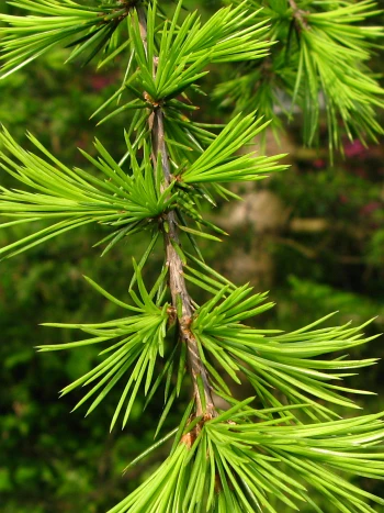Zweig einer Zeder (Cedrus) mit büschelig angeordneten, hellgrünen Nadeln