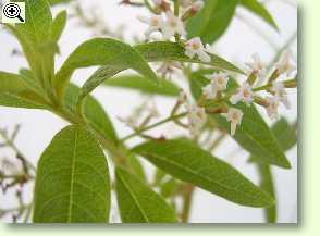 Zitronenstrauch, Aloysia triphylla