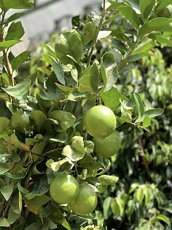 Zitronenbaum: Zweige mit grünen, runden Früchten zwischen glänzenden Blättern