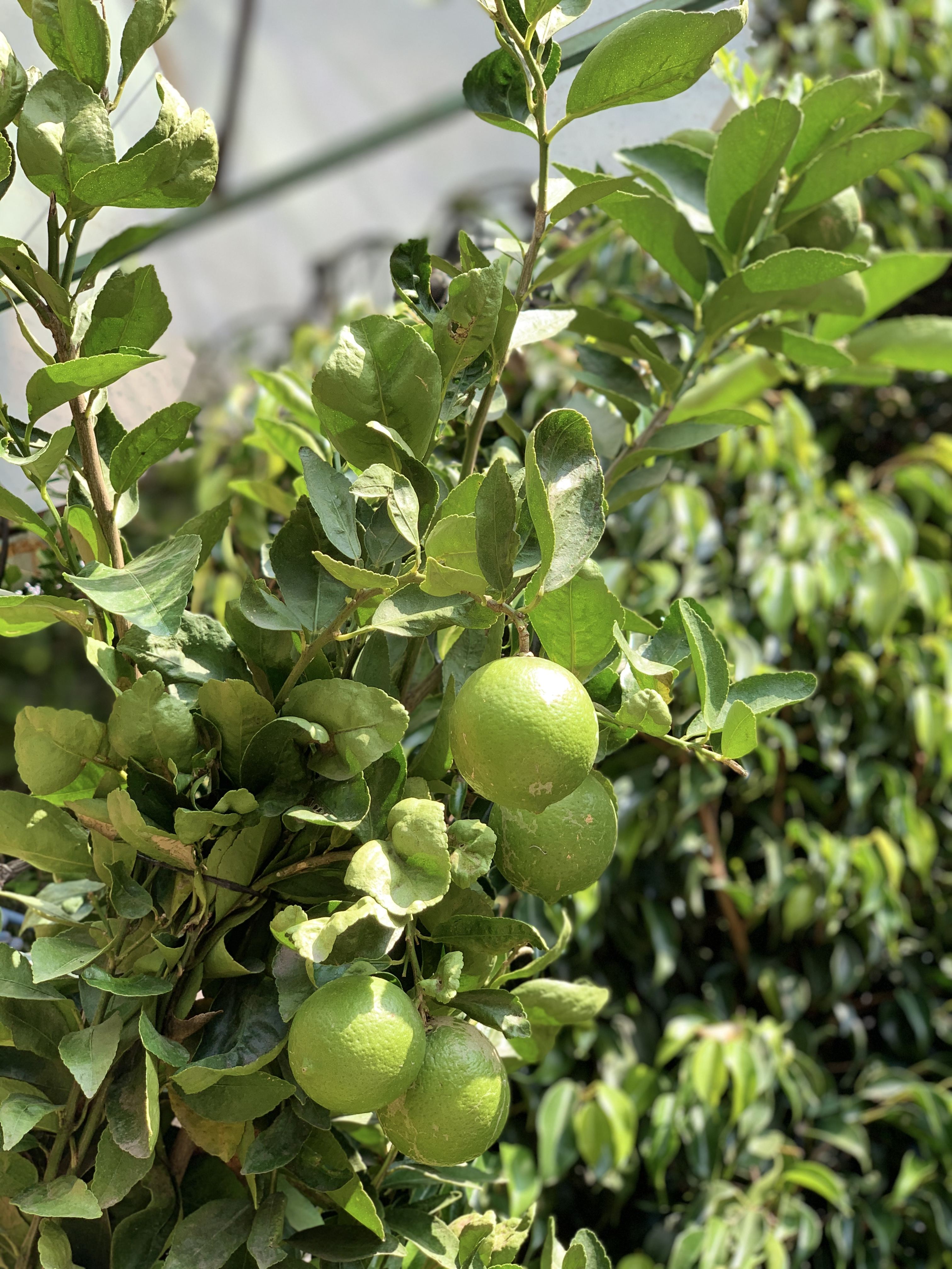 Zitronenbaum - Heilpflanze der Volksmedizin