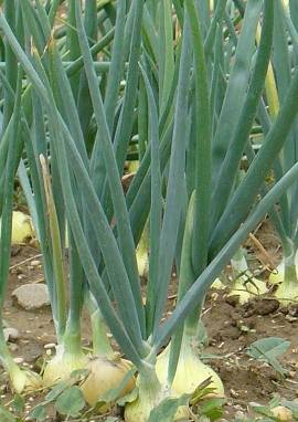 Zwiebel Zwiebel, Allium cepa