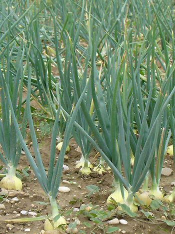 Zwiebel Zwiebel, Allium cepa