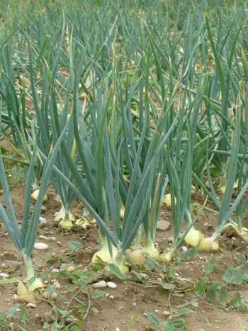 Zwiebeln (Allium cepa) auf dem Feld: Reihen mit langen, röhrenförmigen grünen Blättern und hellen Zwiebelknollen am Boden