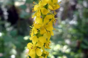 Bachblüte Nr.1: Agrimony - Agrimonia eupatoria - Kleiner Odermenning