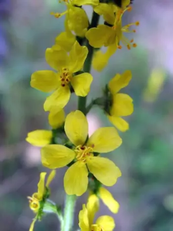 Bachblüte Nr.1: Agrimony - Agrimonia eupatoria - Kleiner Odermenning