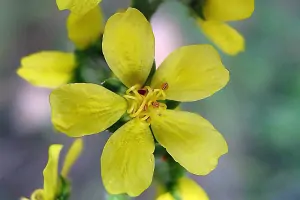 Bachblüte Nr.1: Agrimony - Agrimonia eupatoria - Kleiner Odermenning
