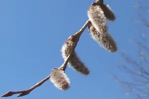 Bachblüte Nr.2: Aspen