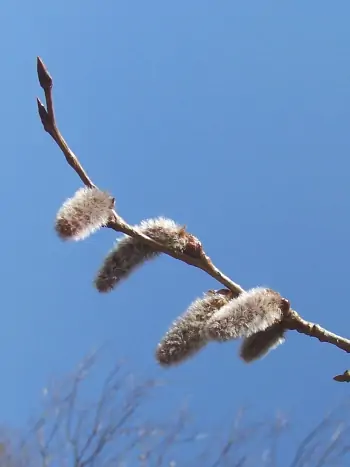 Bachblüte Nr.2: Aspen - Populus Tremula - Zitterpappel