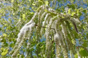 Bachblüte Nr.2: Aspen