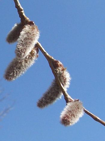 Bachblüte Nr.2: Aspen - Zum vergrößern klicken Bachblüte Nr.2: Aspen - Populus Tremula - Zitterpappel