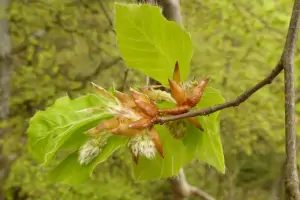 Bachblüte Nr.3: Beech