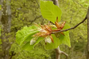 Bachblüte Nr.3: Beech