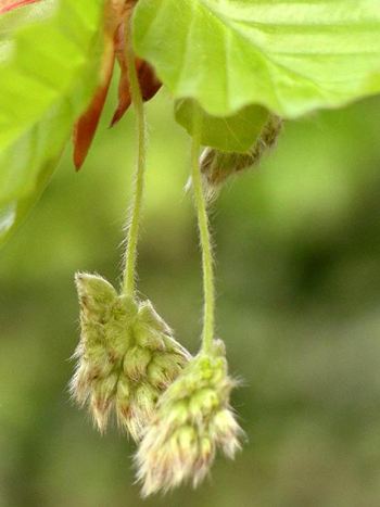 Bachblüte Nr.3: Beech - Zum vergrößern klicken Bachblüte Nr.3: Beech - Fagus Sylvatica L. - Rotbuche