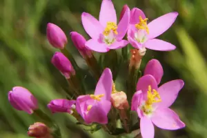 Bachblüte Nr.4: Centaury