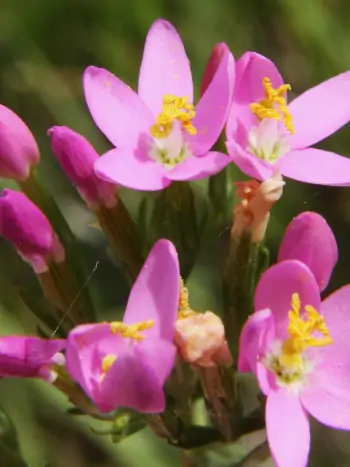 Bachblüte Nr.4: Centaury - Echtes Tausendgüldenkraut