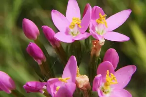 Bachblüte Nr.4: Centaury