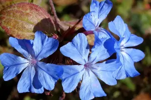 Bachblüte Nr.5: Cerato