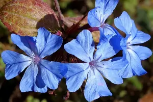Bachblüte Nr.5: Cerato