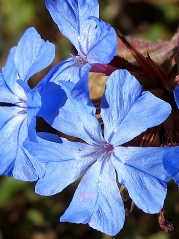 Bachblüte Nr.5: Cerato - Ceratostigma willmottianum - Chinesisches Hornkraut