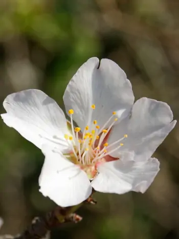 Bachblüte Nr.6: Cherry Plum - Kirschpflaume